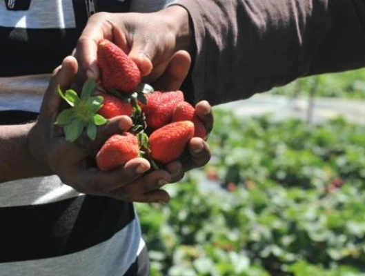 Η ΓΣΕΕ ΖΗΤΑ ΑΜΕΣΑ ΜΕΤΡΑ ΣΥΜΜΟΡΦΩΣΗΣ ΣΤΗΝ ΑΠΟΦΑΣΗ ΤΟΥ ΕΔΔΑ ΓΙΑ ΤΙΣ ΣΥΝΘΗΚΕΣ ΣΥΓΧΡΟΝΗΣ ΔΟΥΛΕΙΑΣ ΣΤΟΝ ΑΓΡΟΤΙΚΟ ΤΟΜΕΑ ΣΤΗΝ ΕΛΛΑΔΑ –  ΚΡΙΣΙΜΗ Η ΔΙΑΤΑΞΗ ΤΗΣ ΝΕΑΣ ΕΘΝΙΚΗΣ ΓΕΝΙΚΗΣ ΣΣΕ