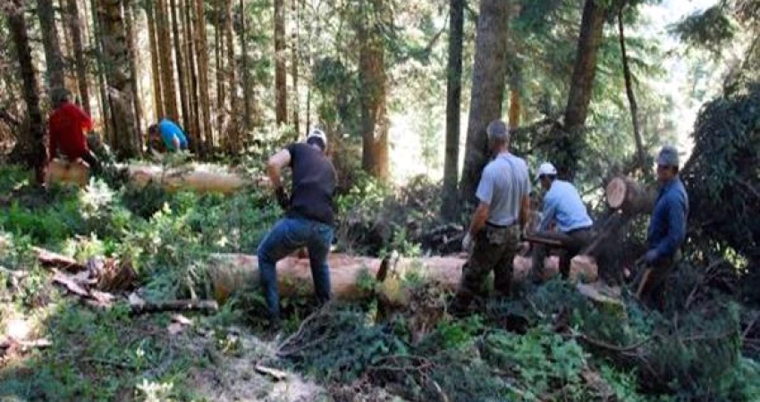 Απαραίτητη η ένταξη και των δασεργατών – υλοτόμων στα  μέτρα στήριξης
