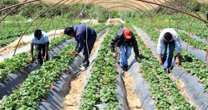 Οι εργάτες γης στα ματωμένα φραουλοχώραφα απαιτούν δικαίωση